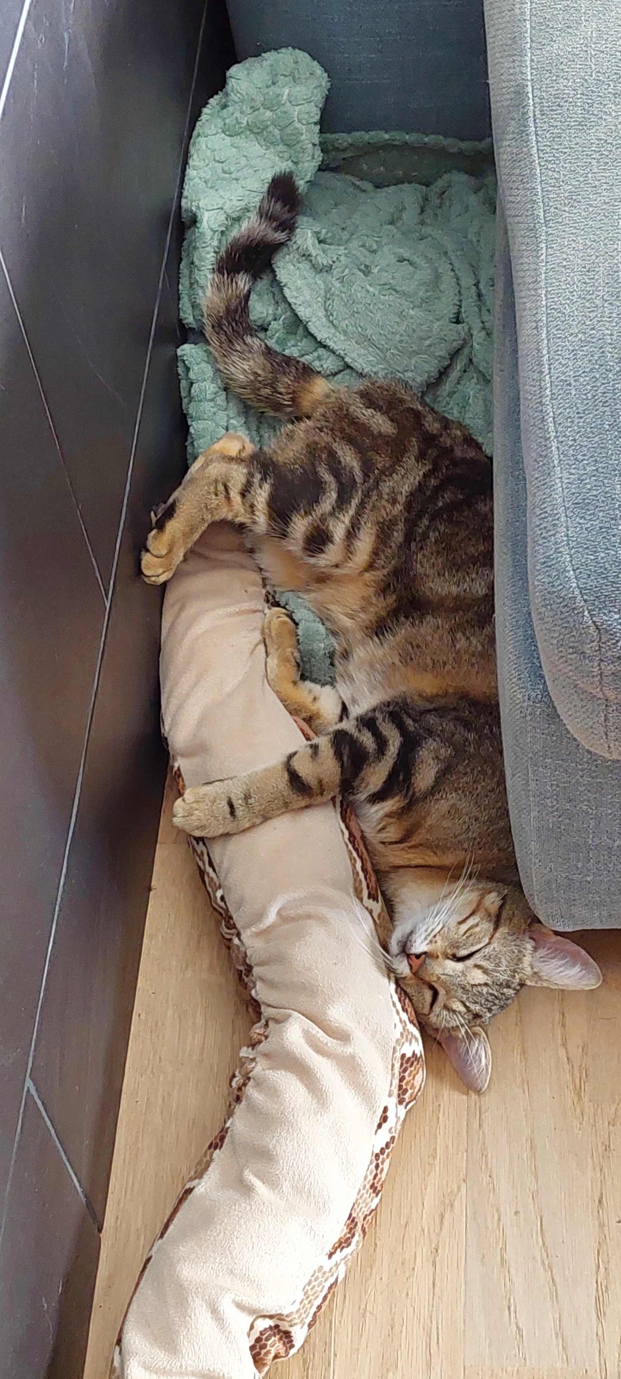 Guizmo  - 70 Rue des Varennes, Saint-Myon