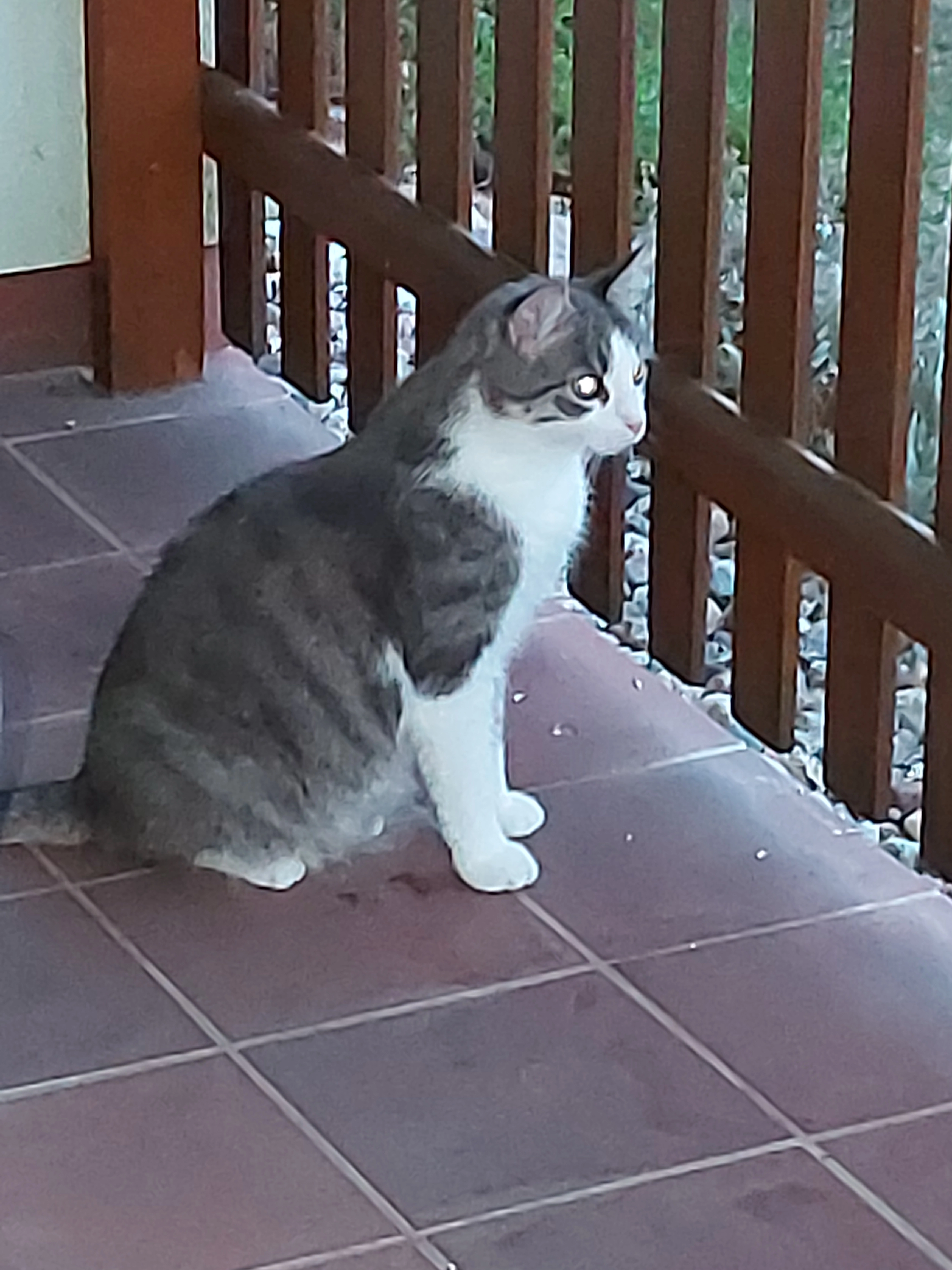 Heini - Wiesengrund, Penzlin