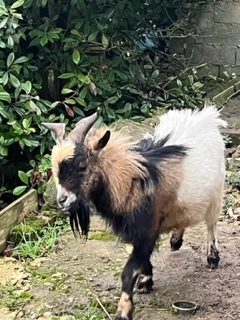 Gaston - Rue de la Parinière, Mesnil-en-Ouche