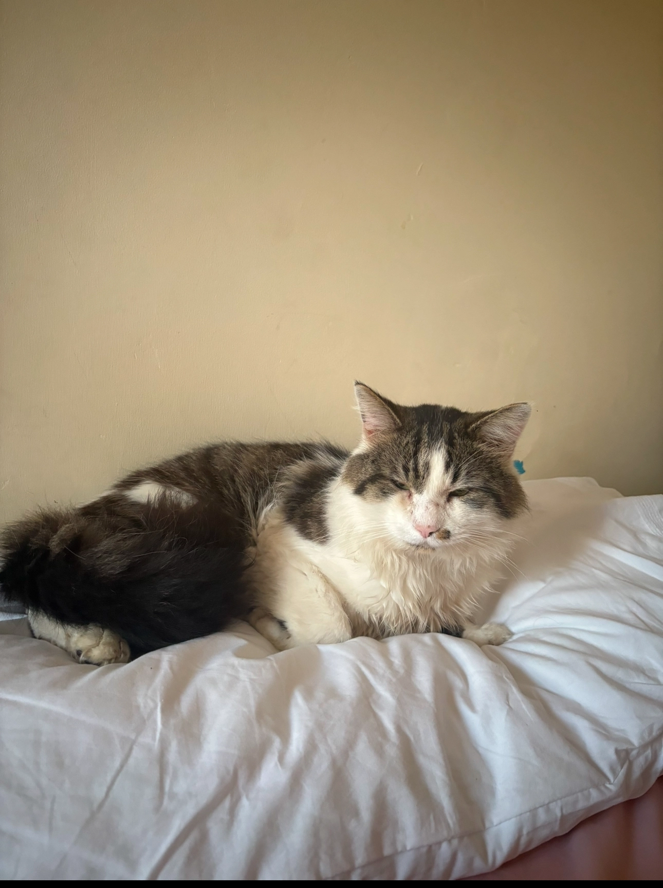 Mimi - TN23 1, Ashford