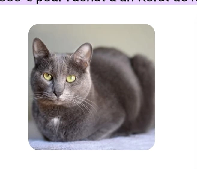 Nymphea  - 20 Impasse Pasteur, Chamalières