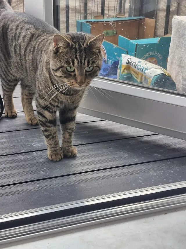 Tommy - Barley Close, Greenhithe