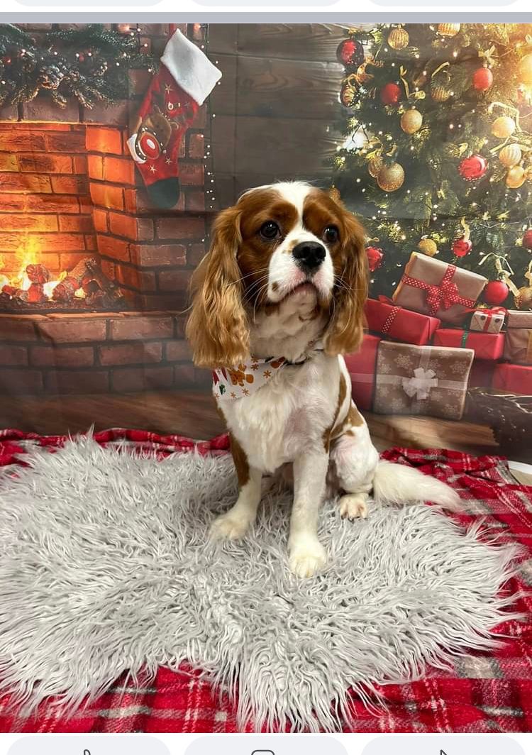 Charlie - 69A Moreton Street, Cannock