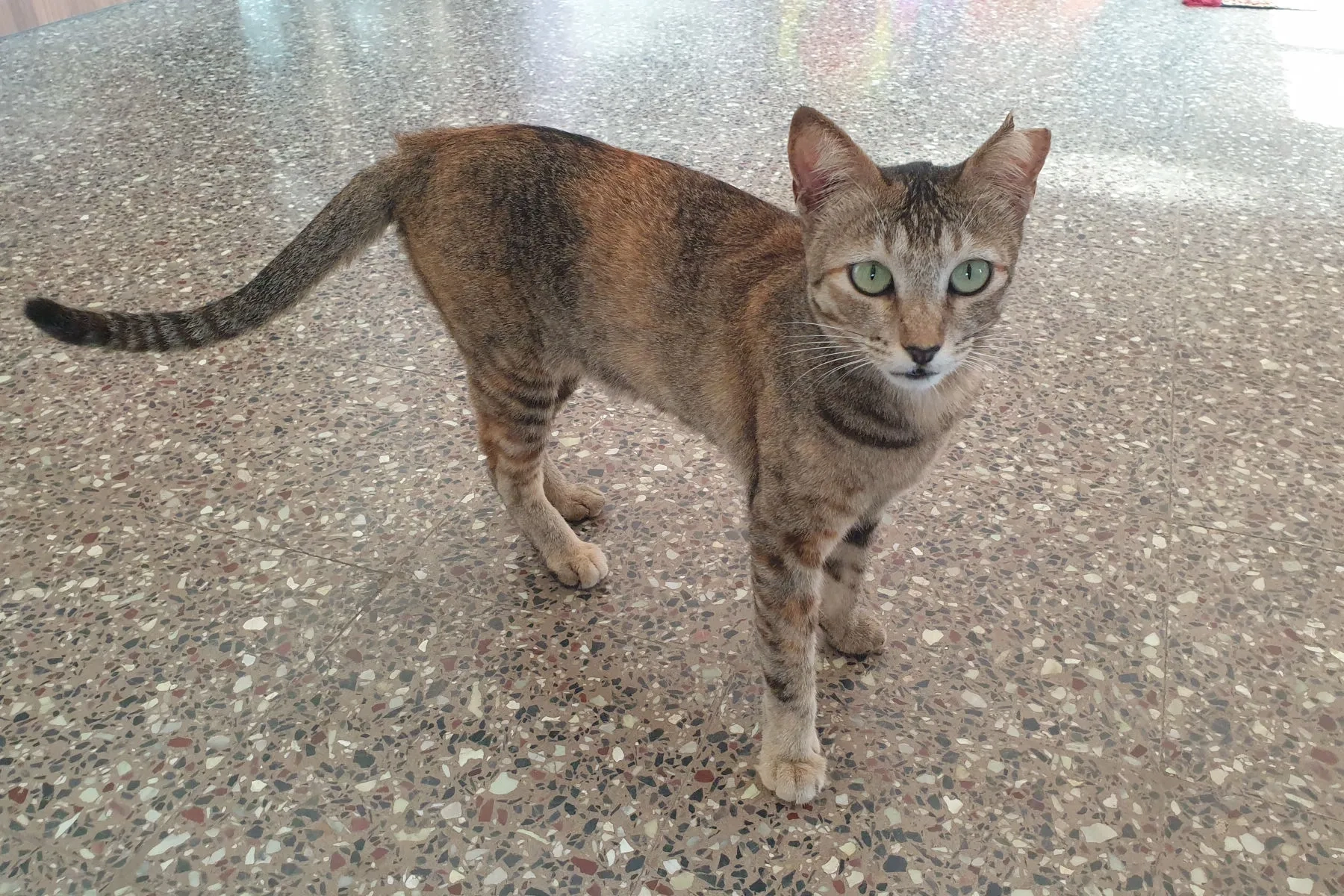 Dasha - ซอยศาลธนบุรี 17 แยก 16, เขตภาษีเจริญ