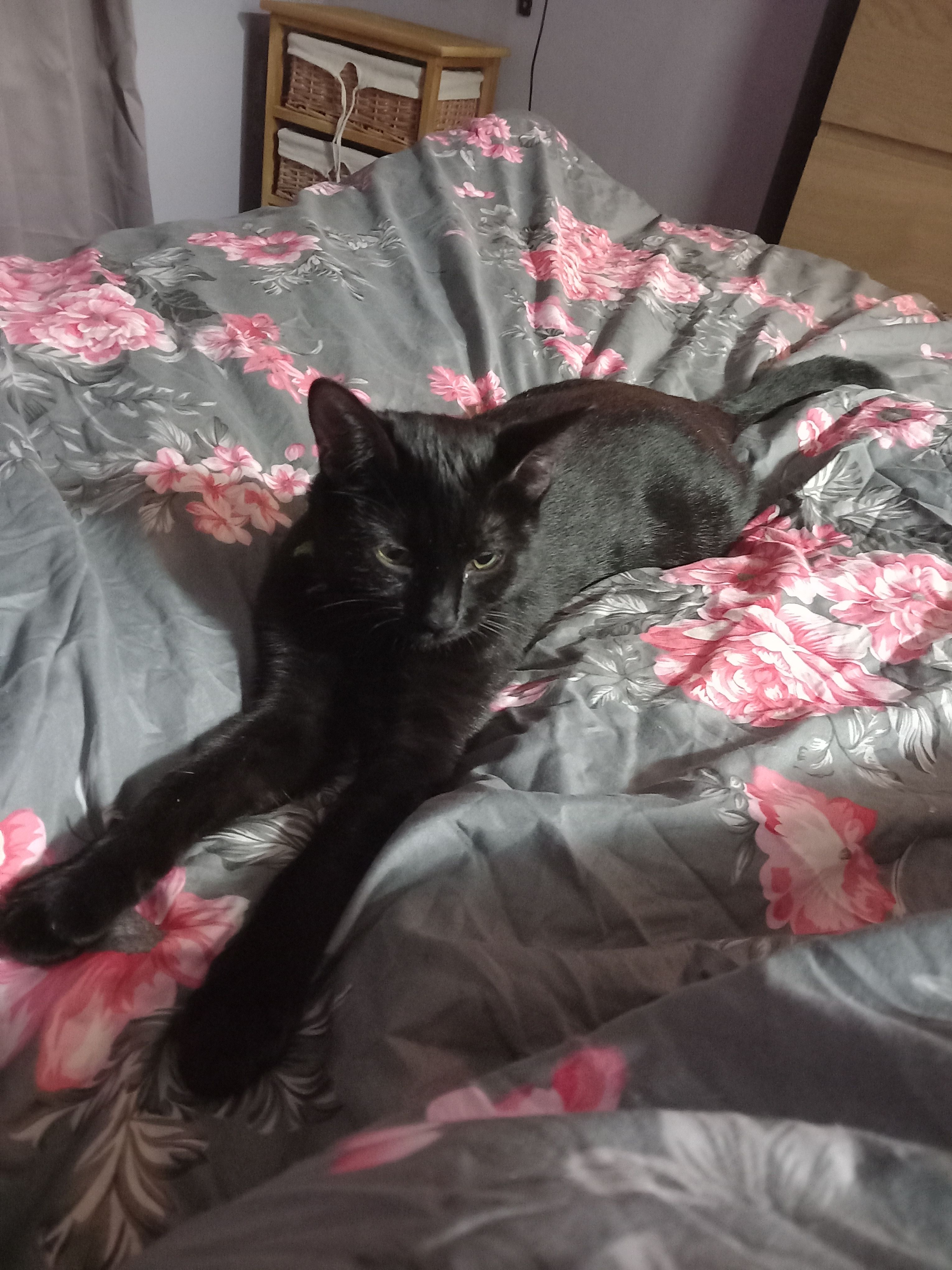 Candy - Wheeldale Court, Bridlington