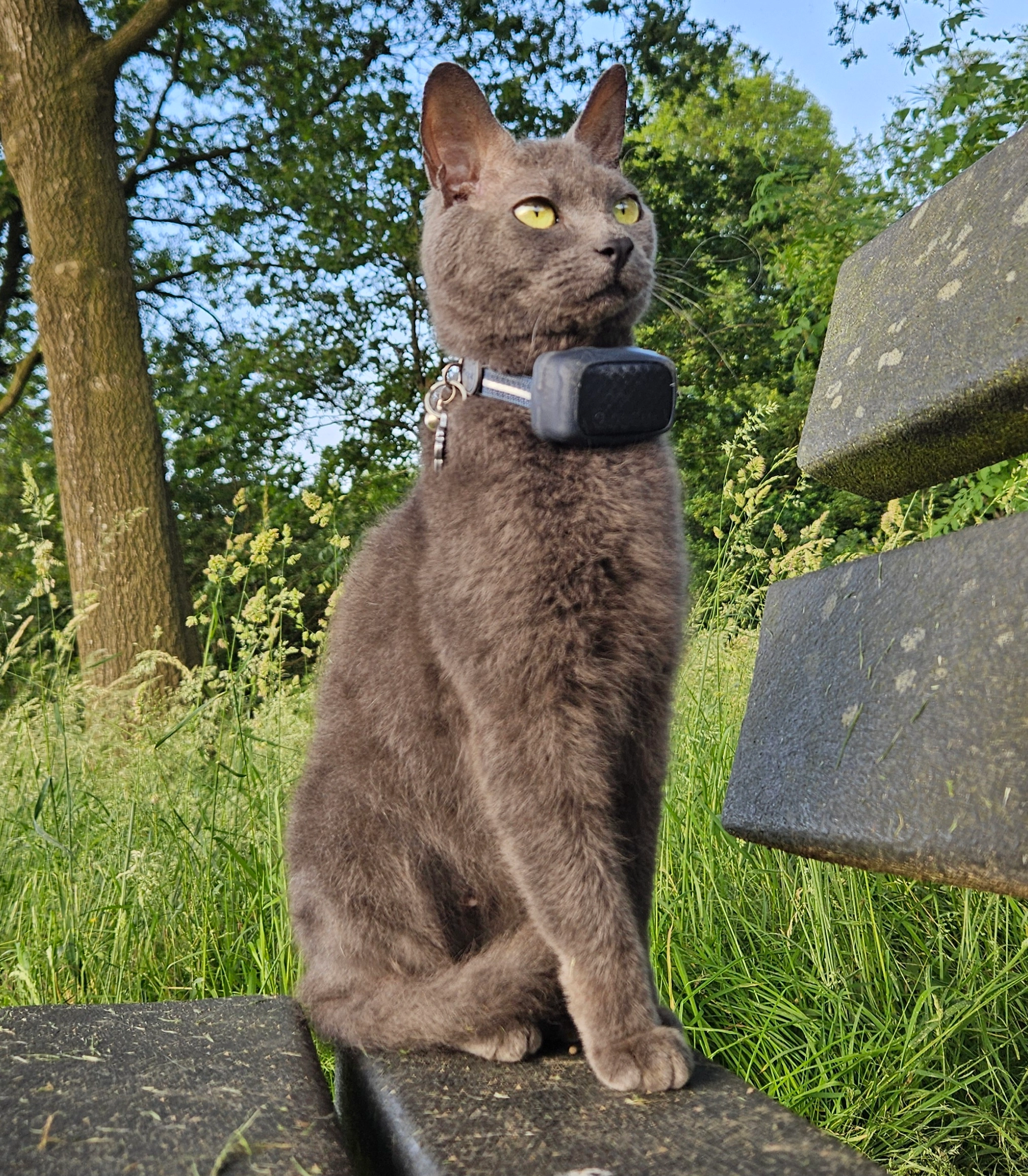 Muis - Veersestraat, Guttecoven