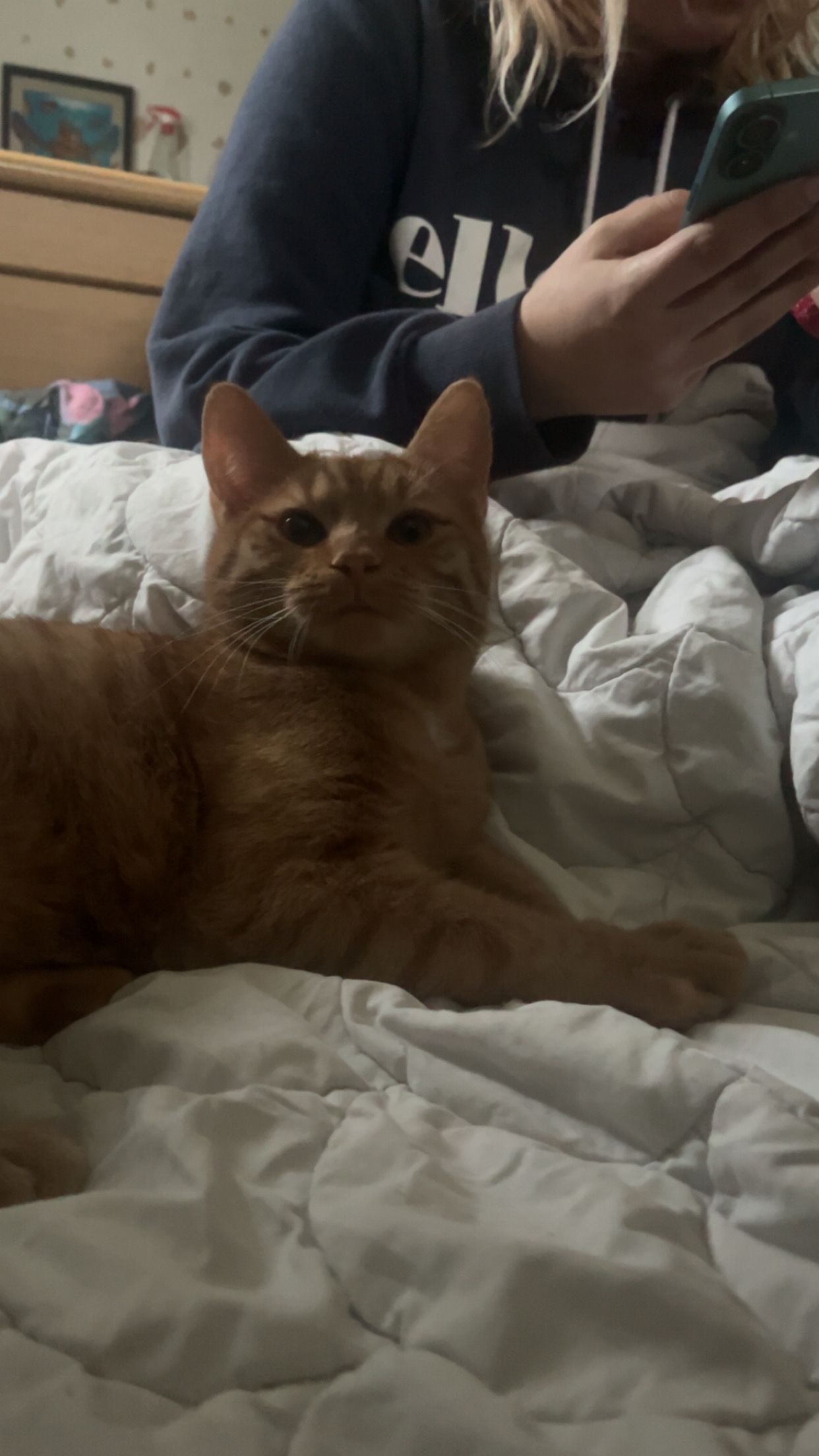 Ginger - Carsdorfer Straße, Wechselburg