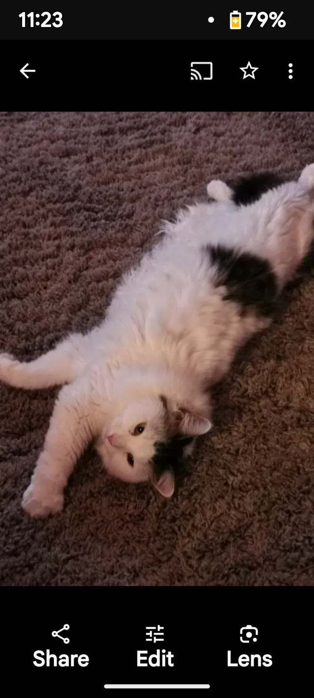 Tallulah - Roseberry Street, Stanley