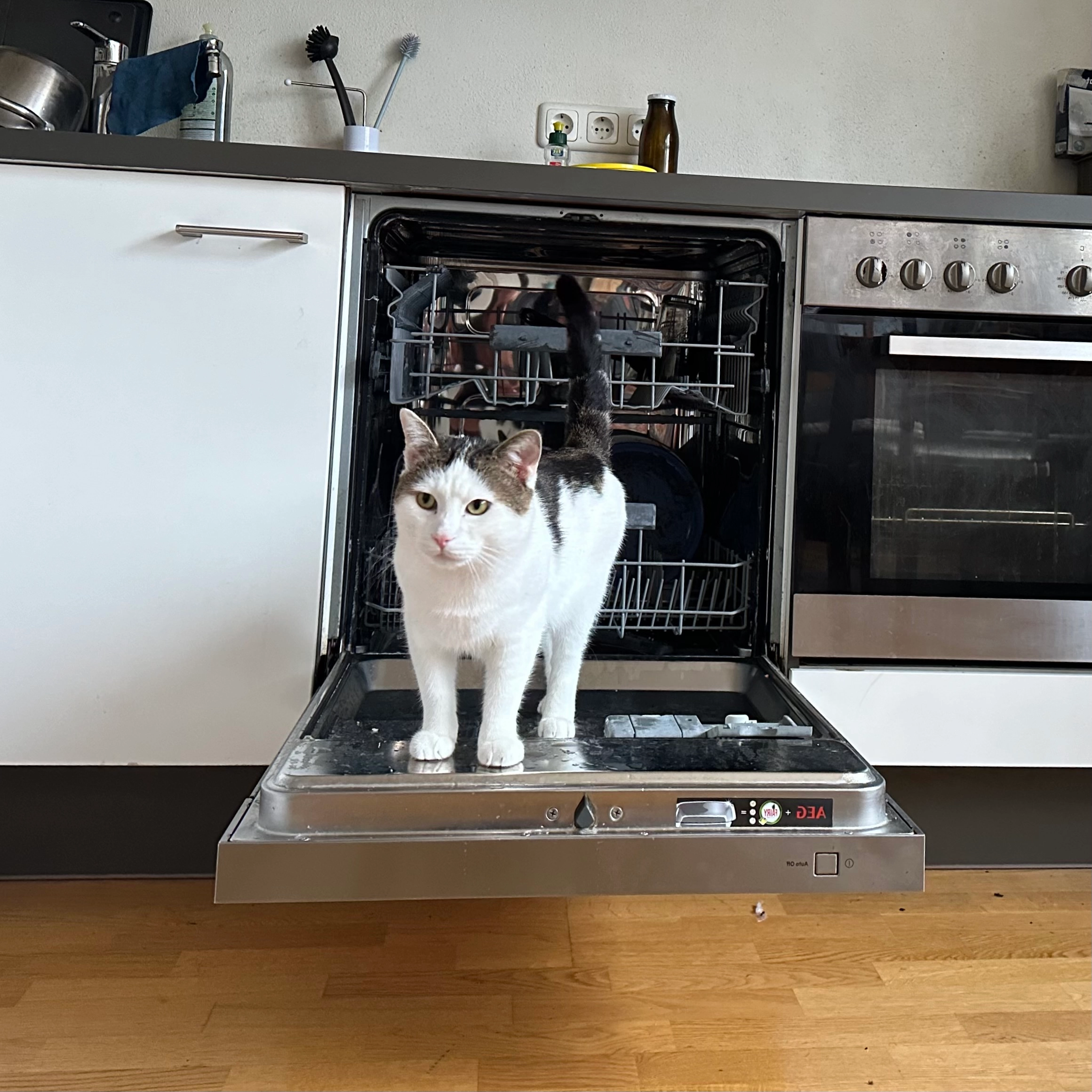 Mylo - Bienenheimweg, Regensburg