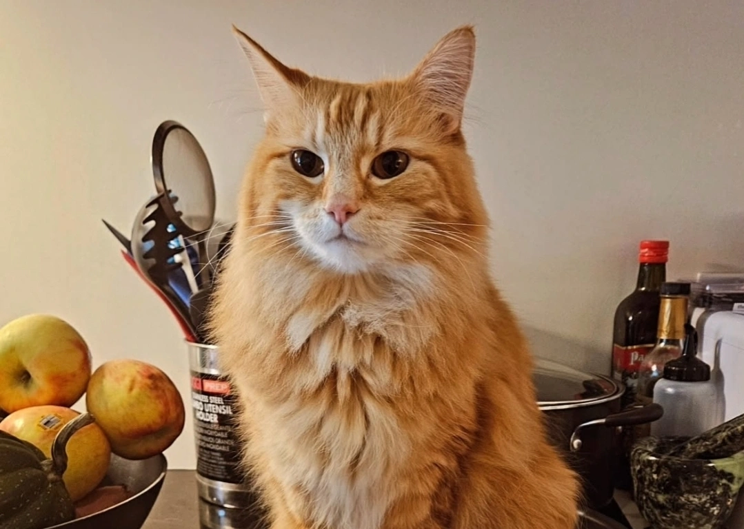 Miyamoto - Chestnut Drive, Mullingar