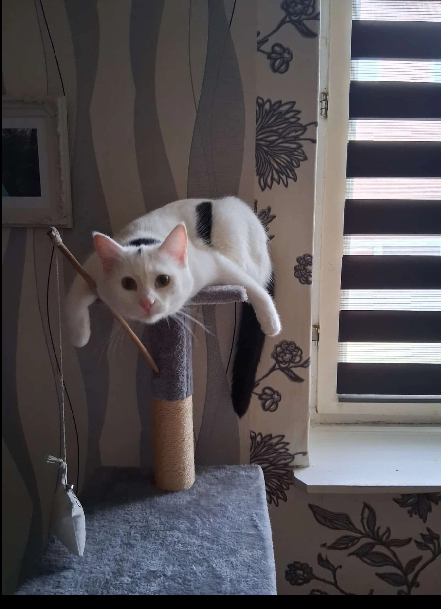 Floki  - Lanzer Chaussee 16, Karstädt