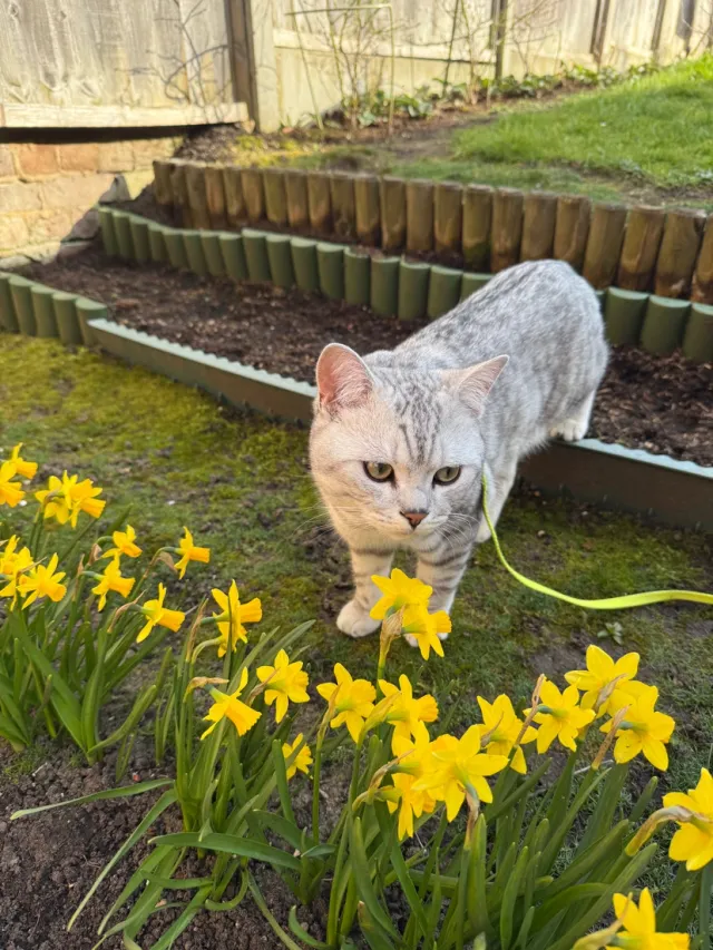 Bambi - IG9 6, Buckhurst Hill