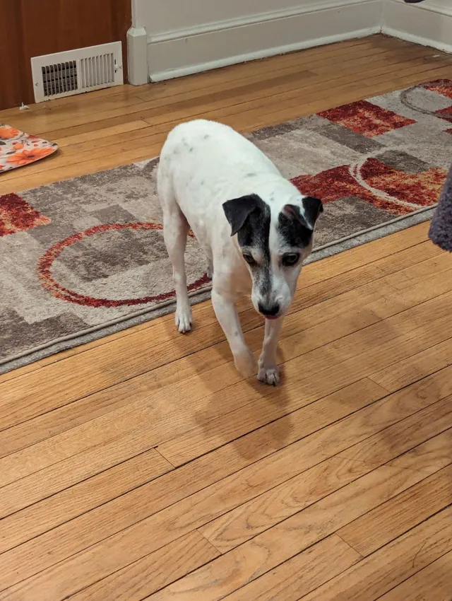 Rufus - 9550 Lincolnwood Dr, Evanston