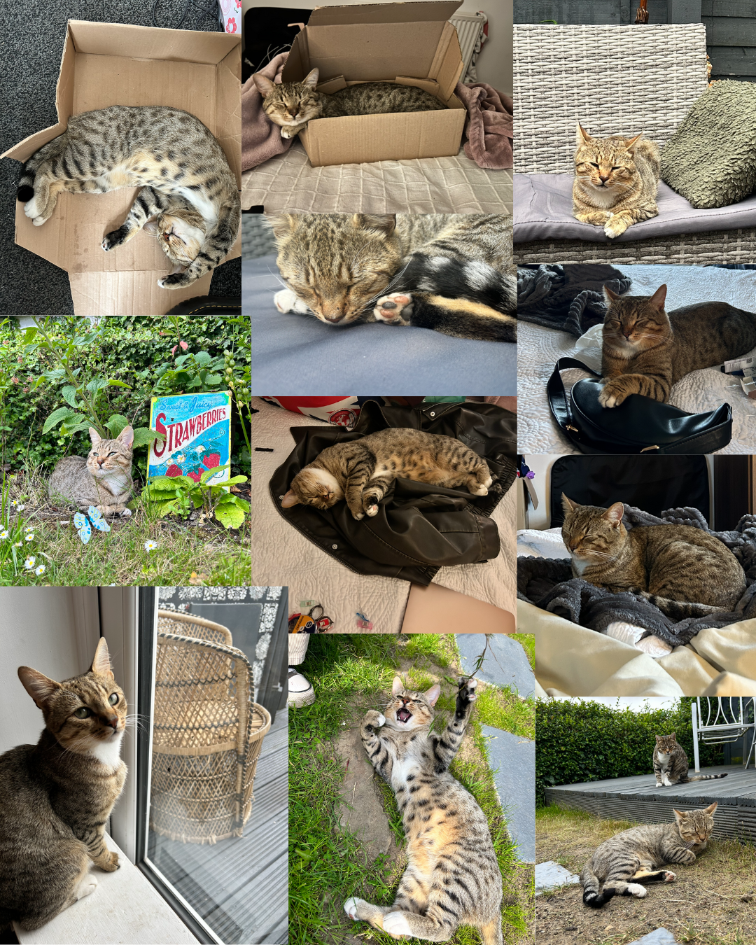 Nigel - Huntingdon Way, Swansea