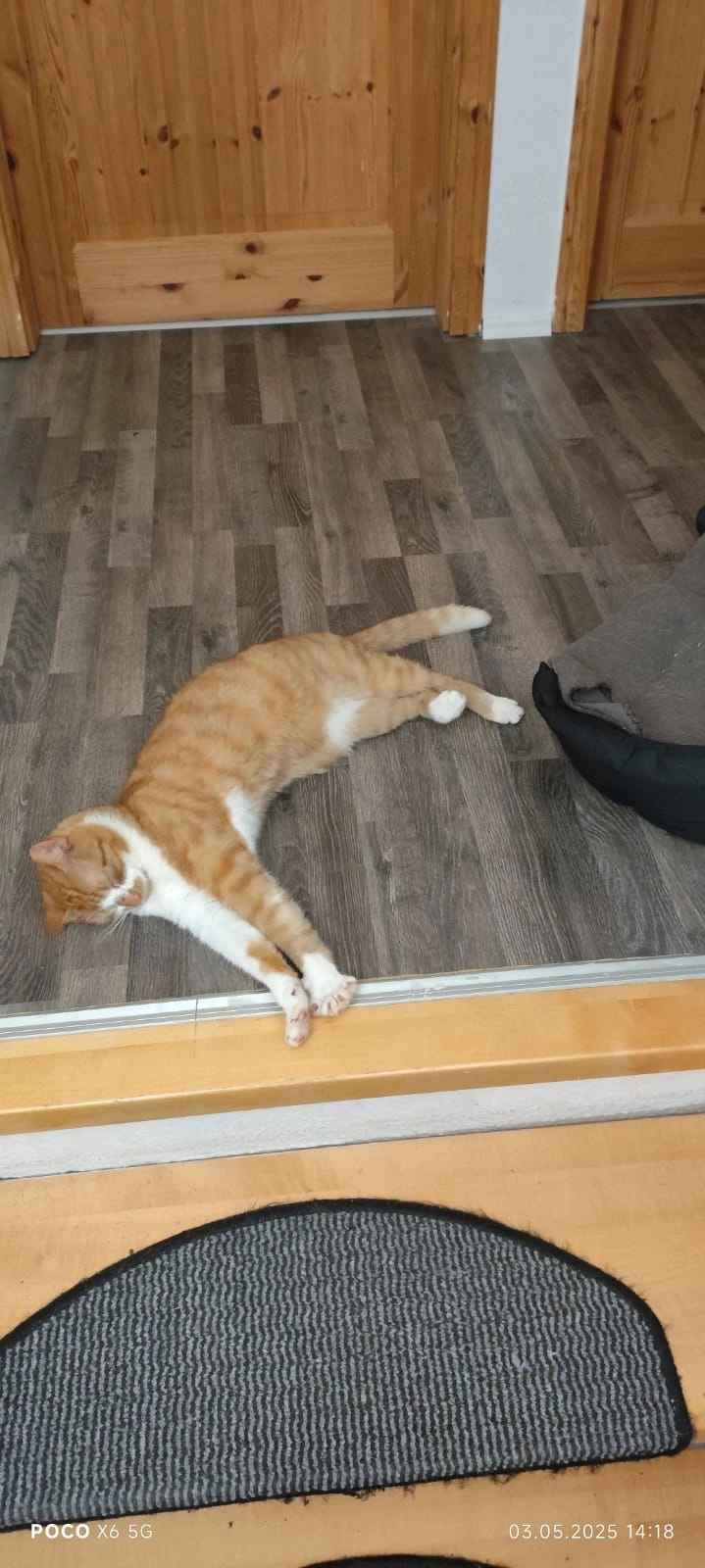 Garfield  - Hohe Steinert, Lüdenscheid