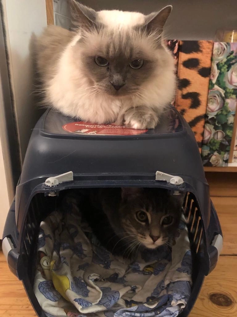 Nero - Igelpfad 3, Michendorf