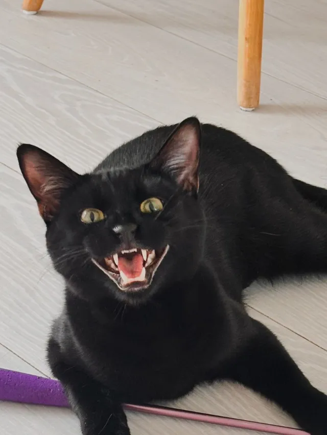 Bohdi - Magnolia Close, Bedford