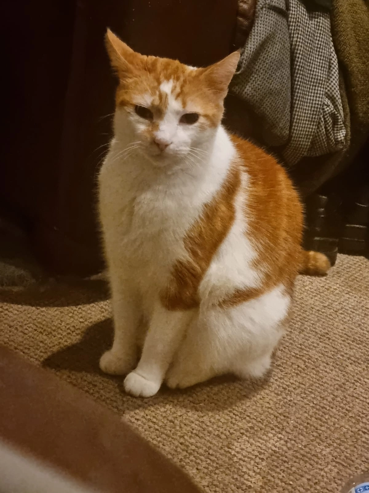 Gingey - Beaconsfield Road, Southport