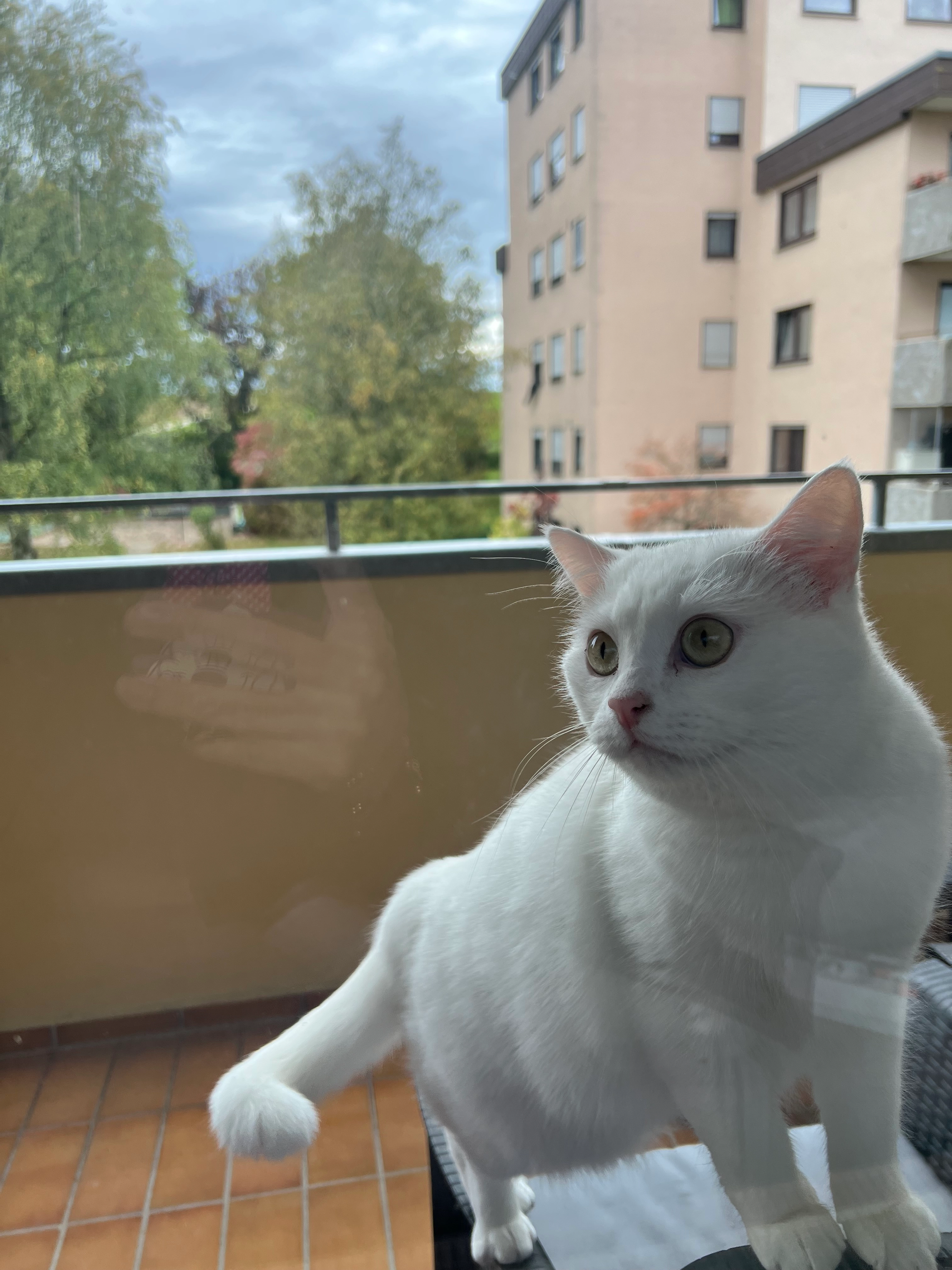 pascha - Brettener Straße, Pforzheim