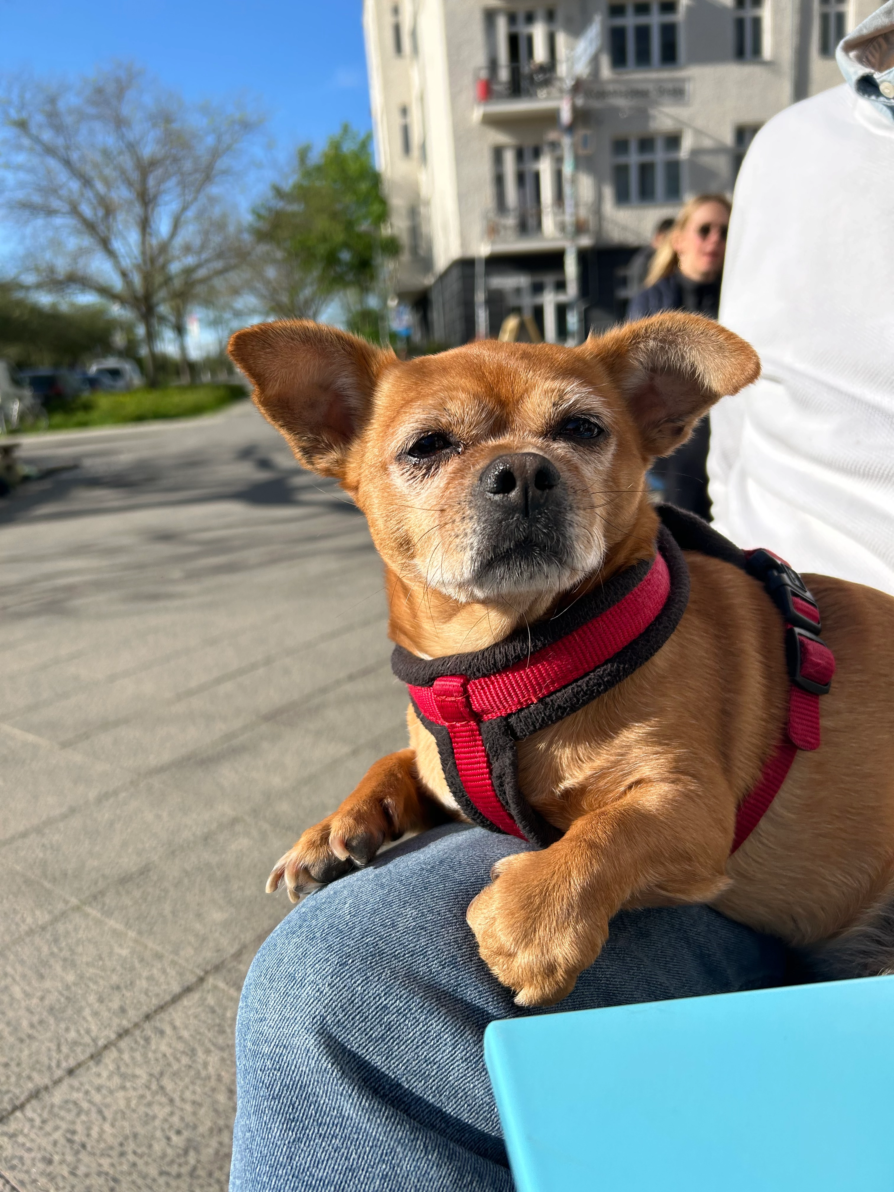Zselyke - Berliner Straße 96, Berlin