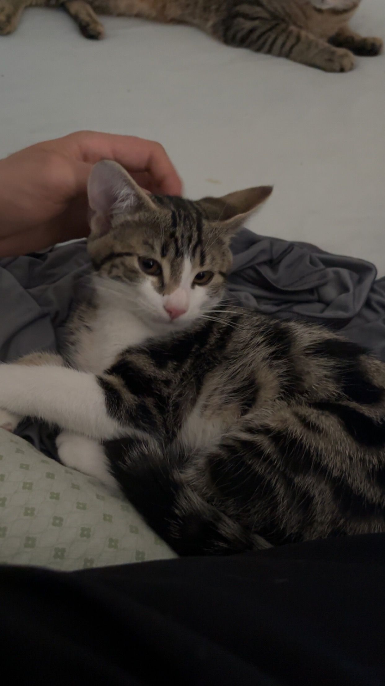 Ronaldo - Schillerstraße, Bad Saulgau