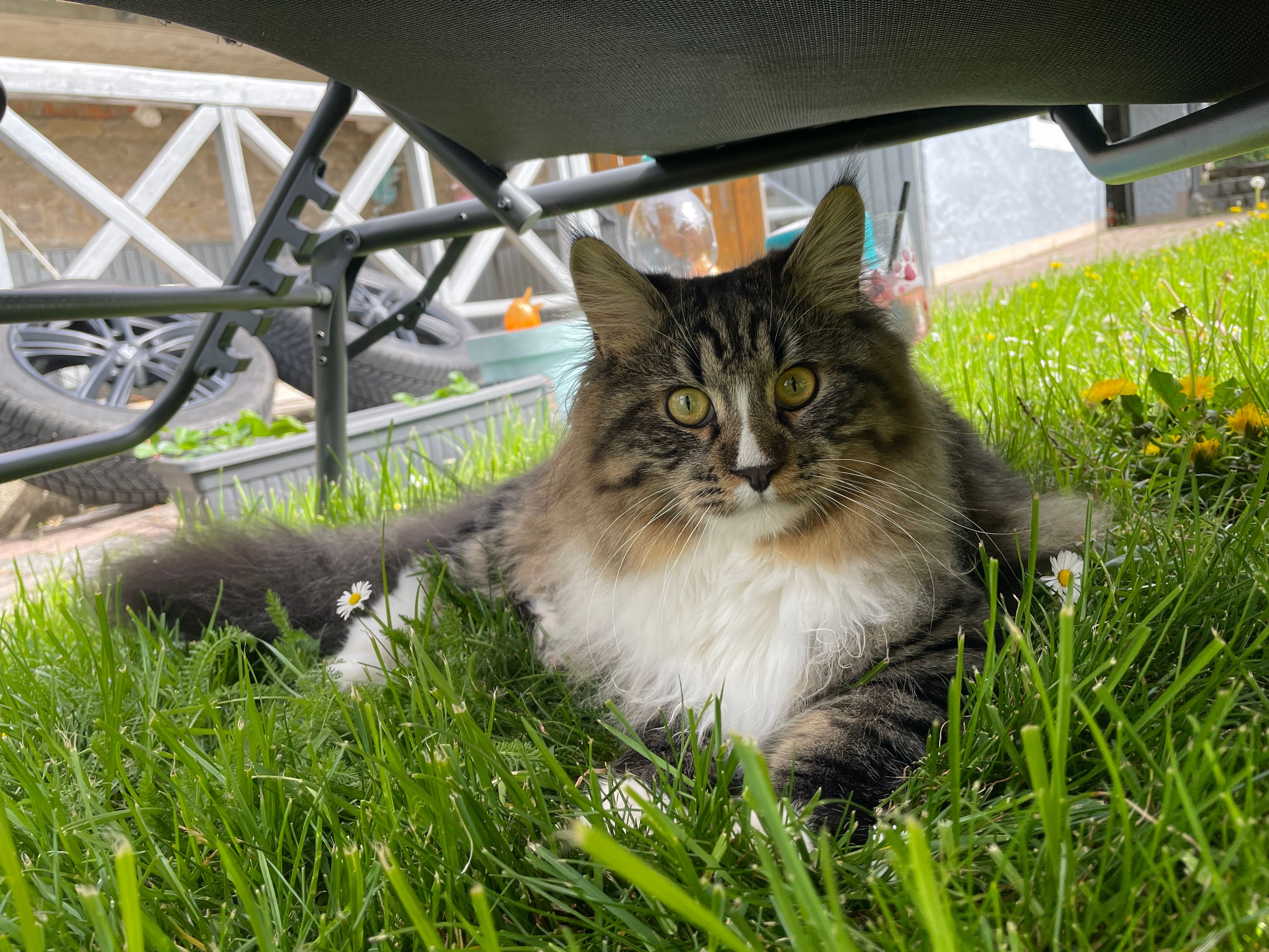 Lucifer - Tückelhäuser Straße, Ochsenfurt