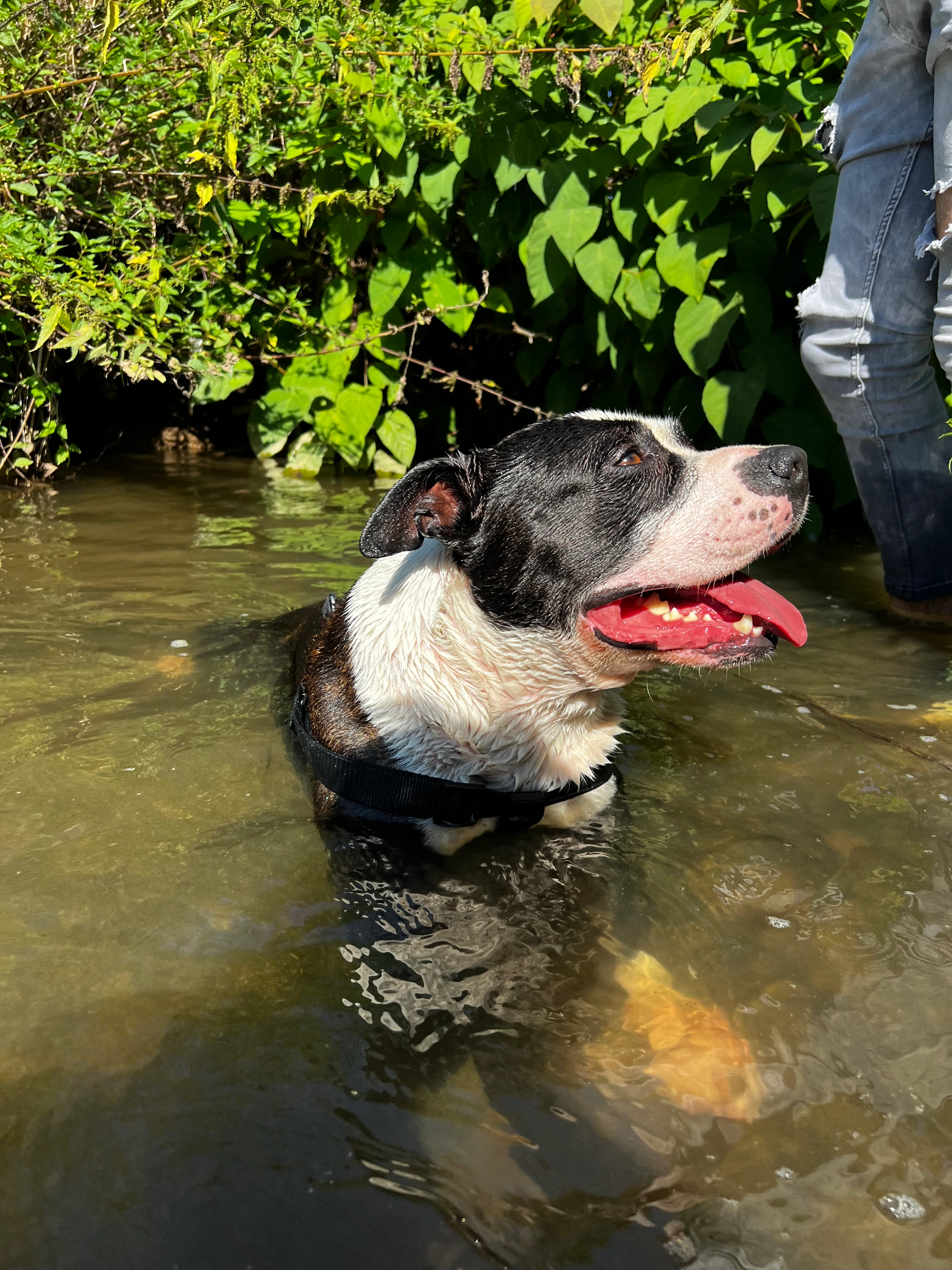 Pepper - 42 Rue du 11 Novembre, Savigny-sur-Orge