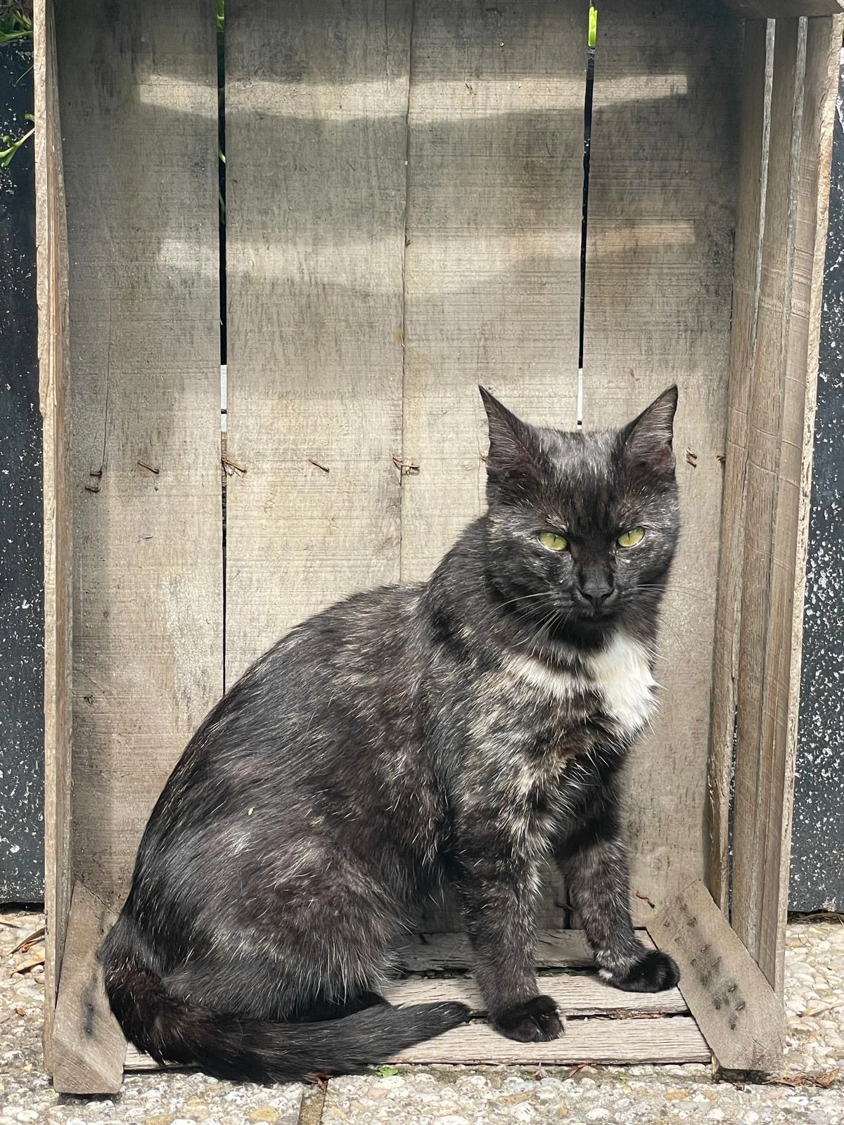 Cleo - Schöppfeldring, Pasching