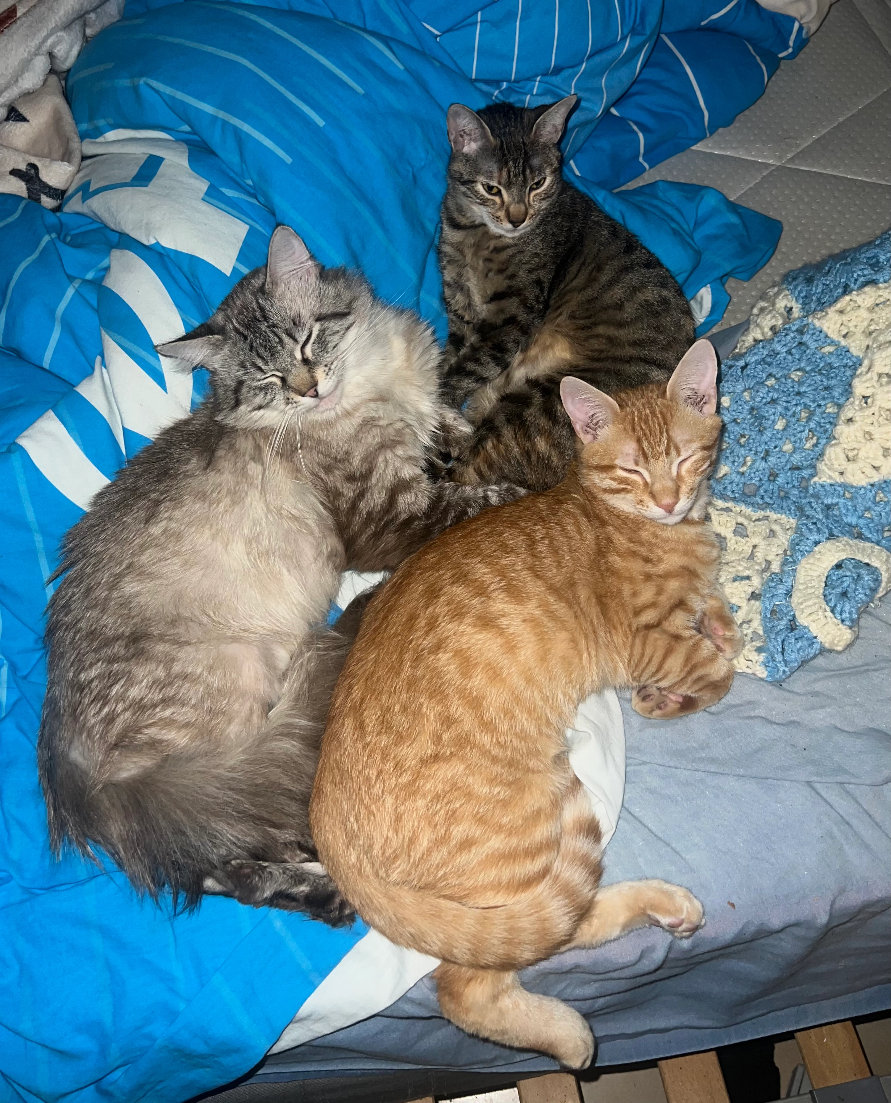 Marron - 21 Rue Notre-Dame, Pertuis