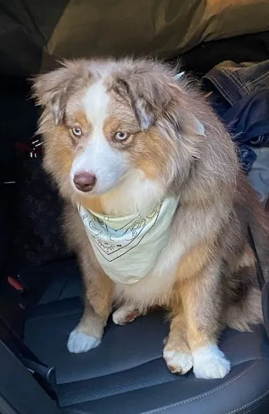 Thor - South Park Avenue, Helena