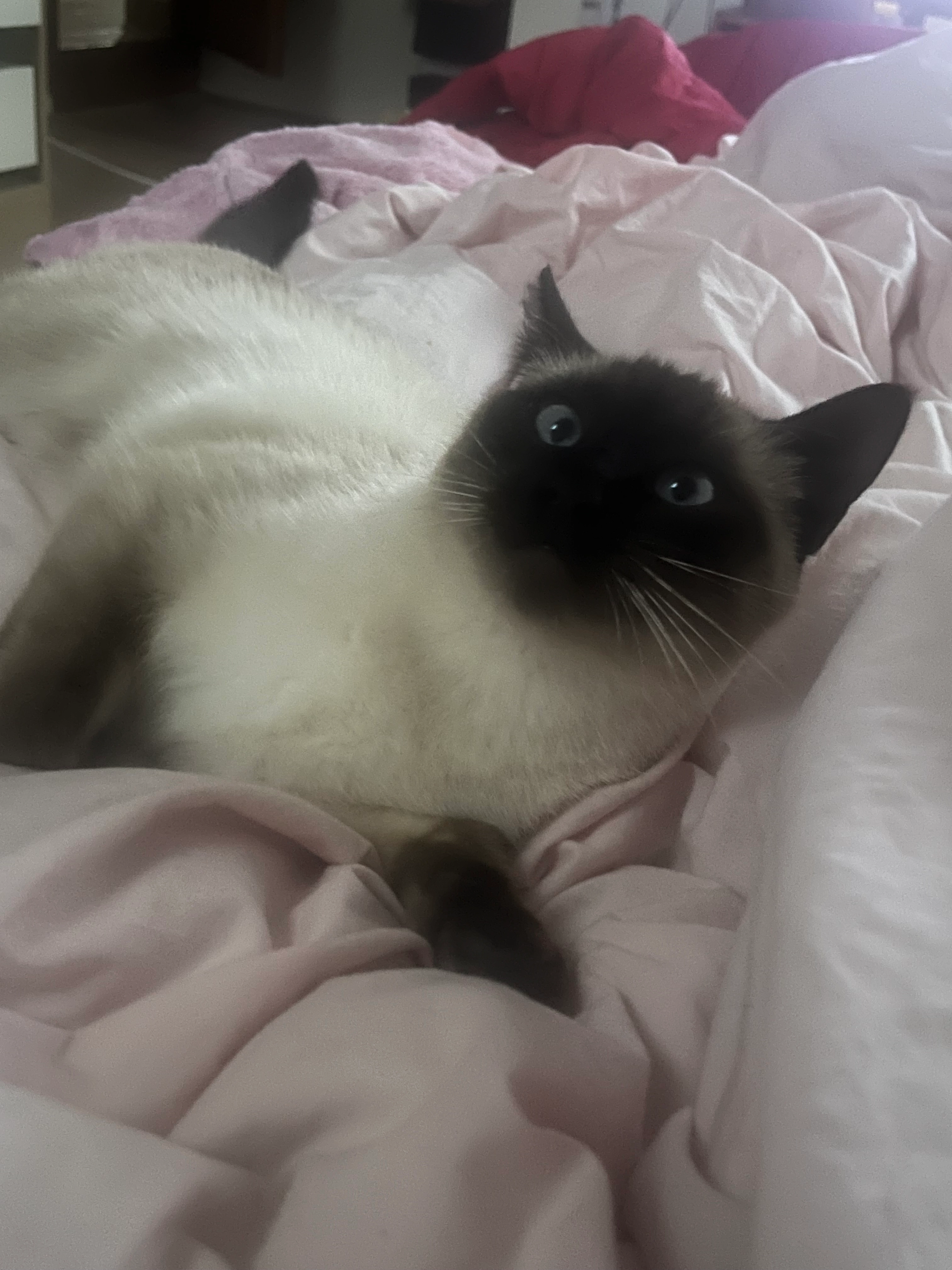 Vanille - Rue Alexandre Dumas, Plaisir