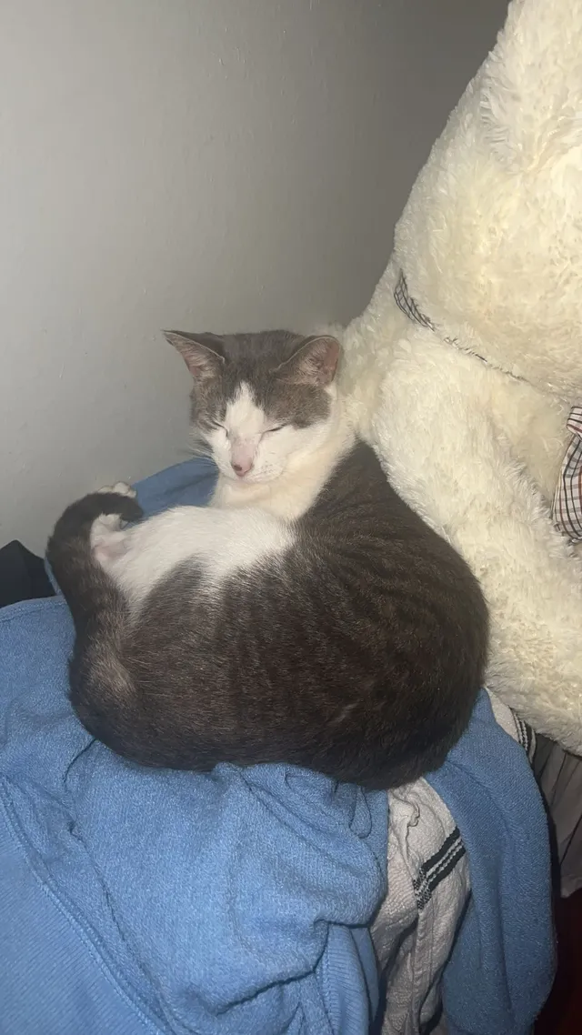 Tiny Cat - 4554 Heritage Oak Dr, Orlando