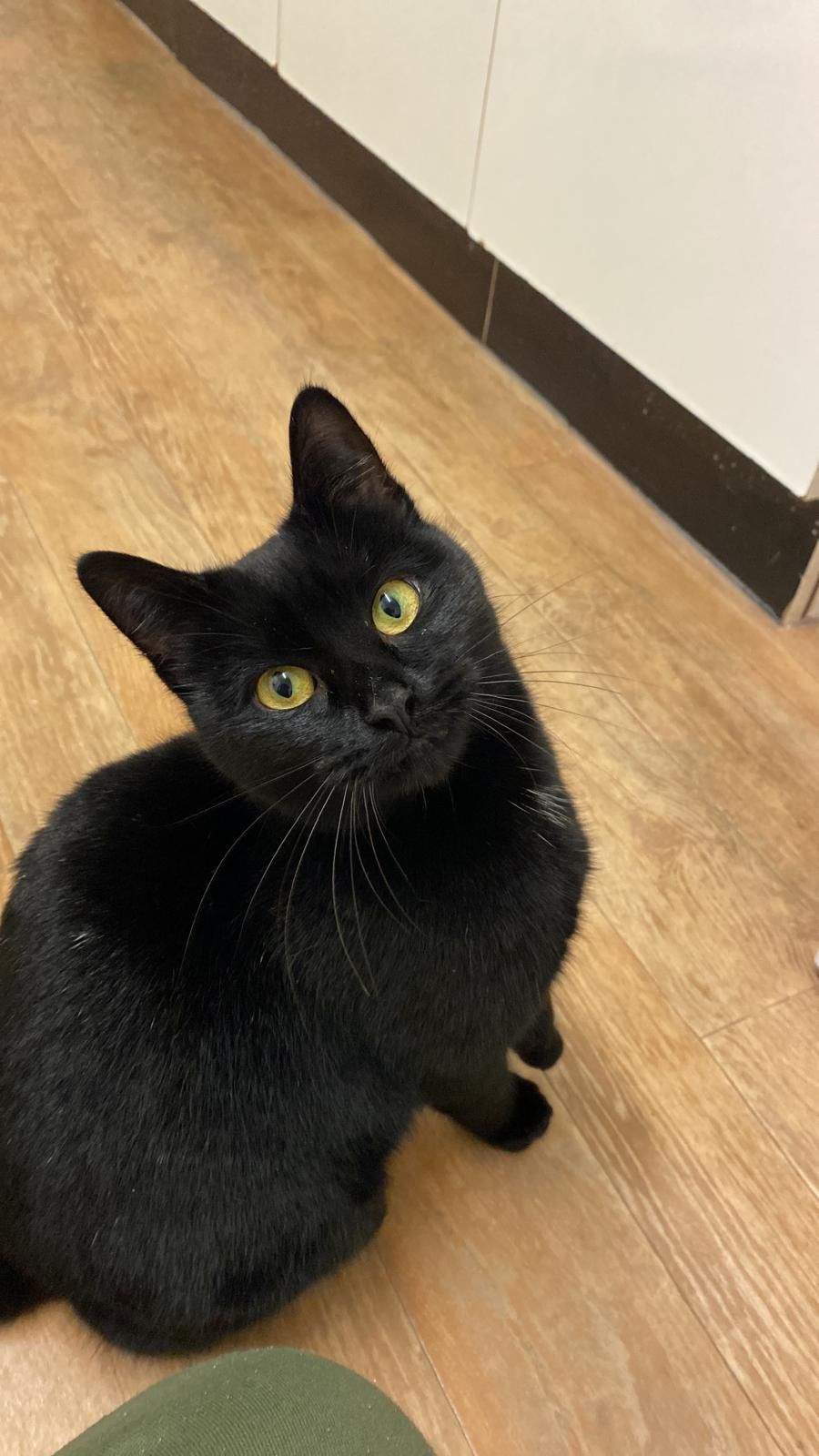 Tycho - DT11 9, Blandford Forum