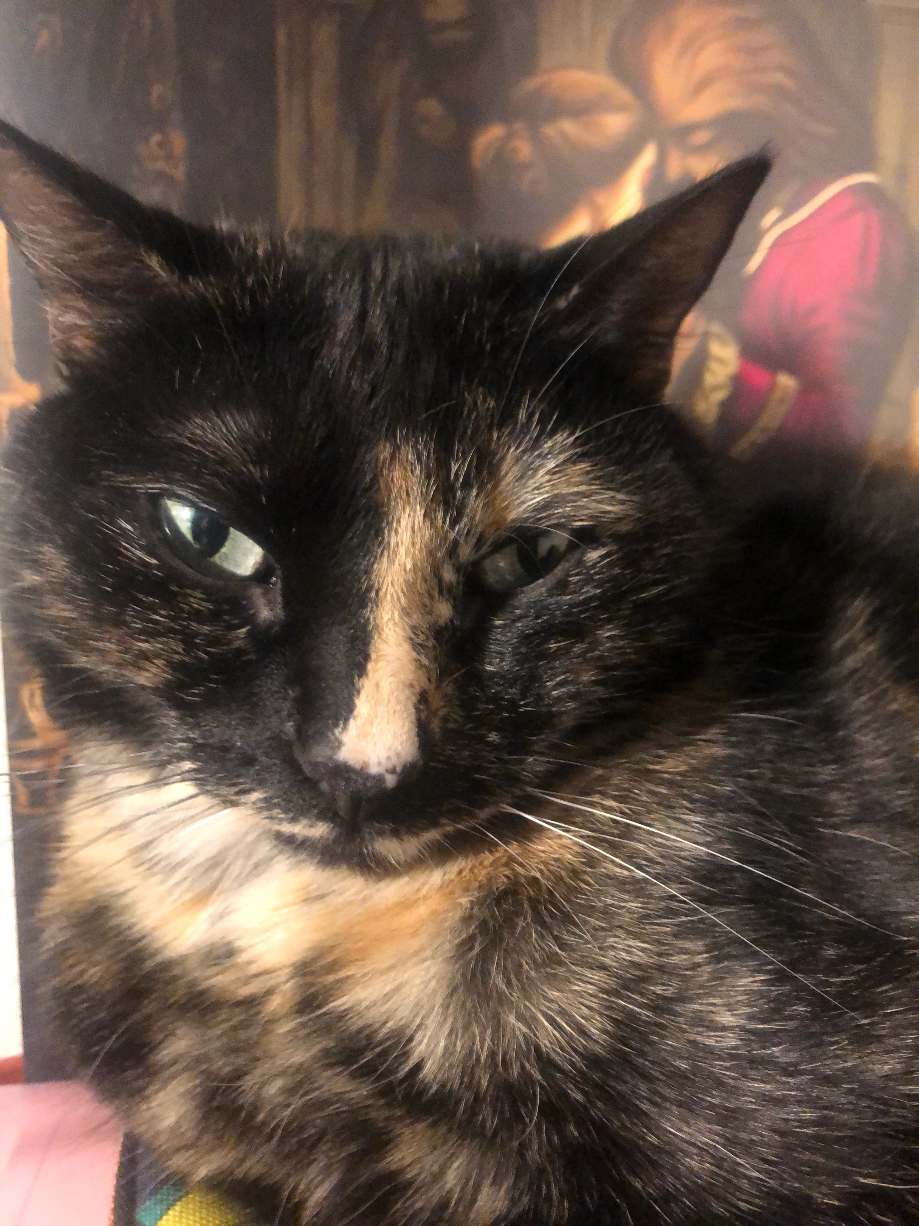 Coco  - Rue De Talcy, Orléans