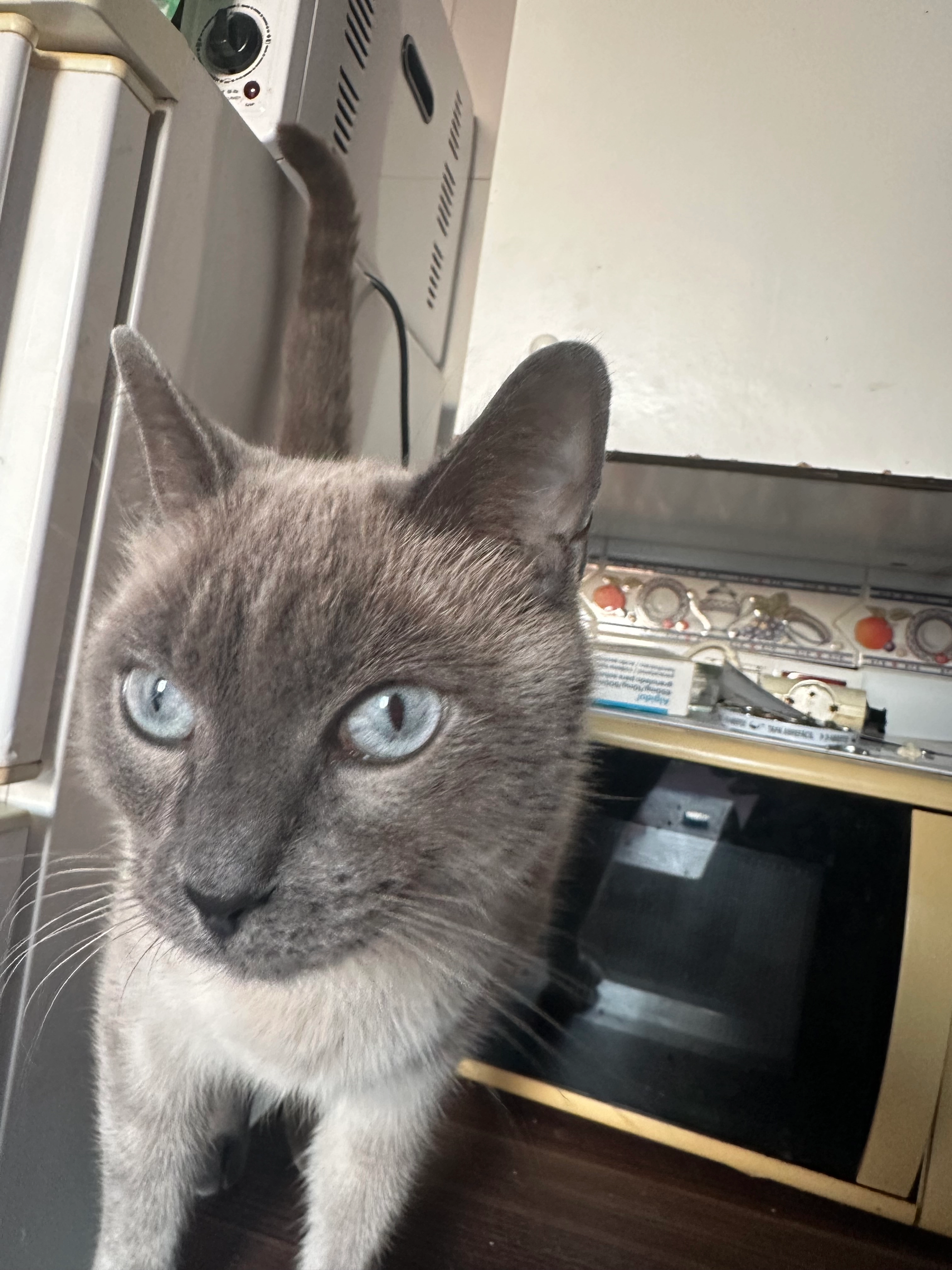 No se lo encuentro hace dos días - Calle Divina Pastora, Sevilla