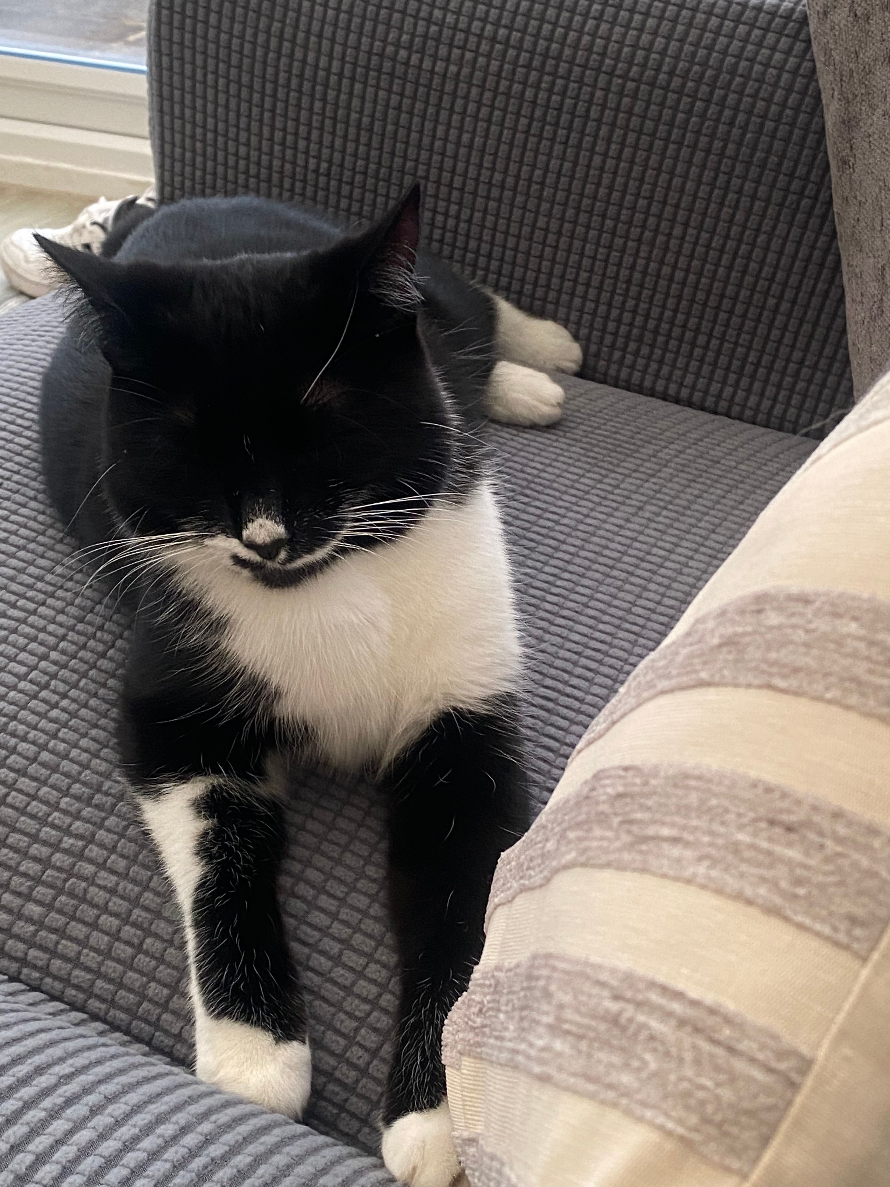 Betty - Stansted Crescent, Havant