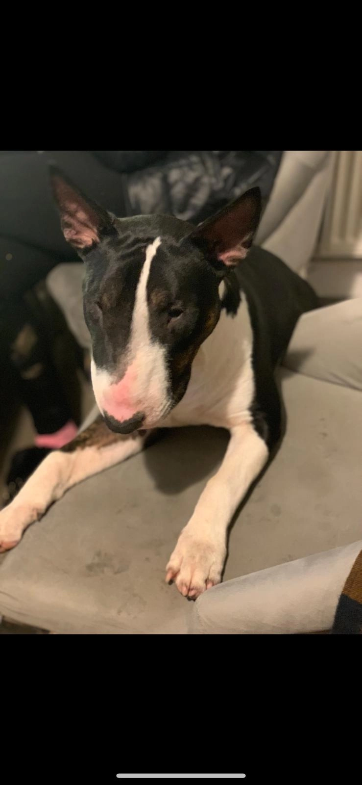 Chipped as sonny. We call him art - Keycol Hill, Sittingbourne