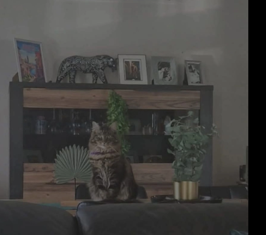 Tokyo - Route de Schirrhein, Haguenau