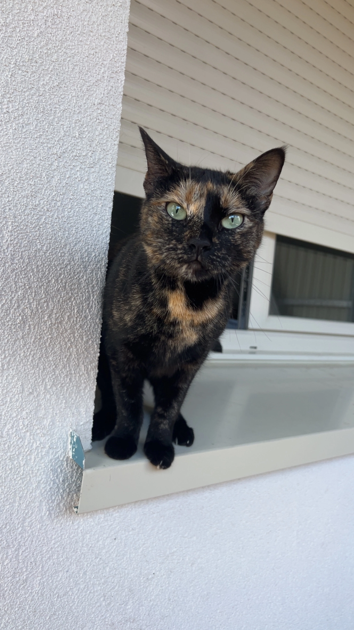 Koda - Secteur Intermarché , Saint-Dié-des-Vosges