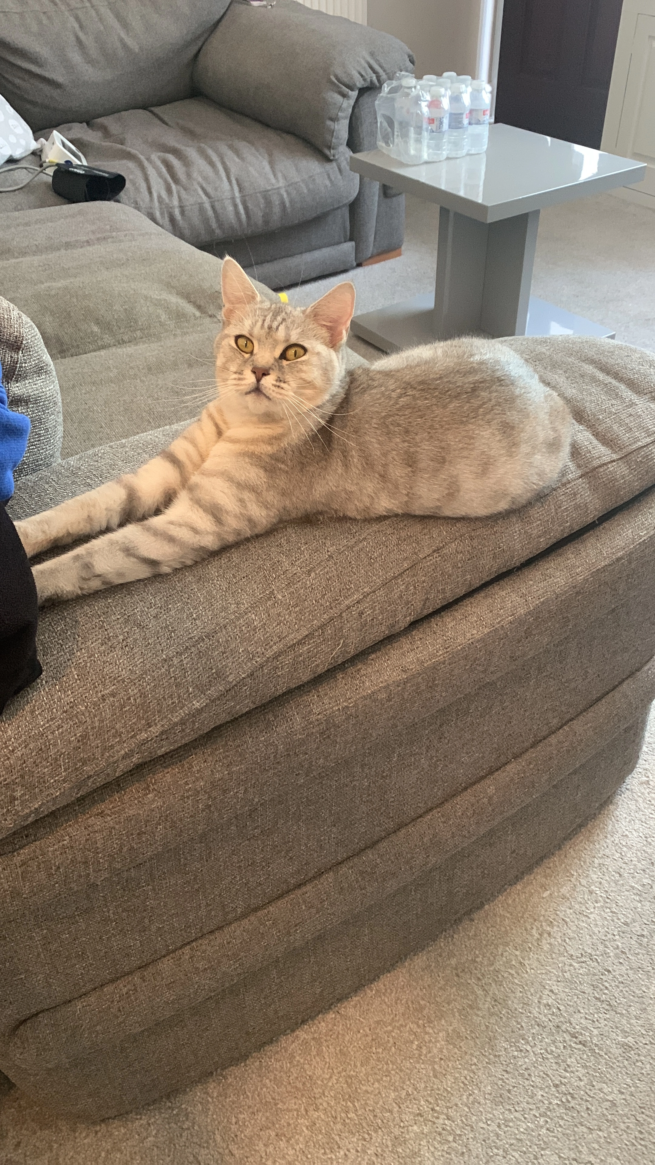 Suzie - Basnett Street, Burnley