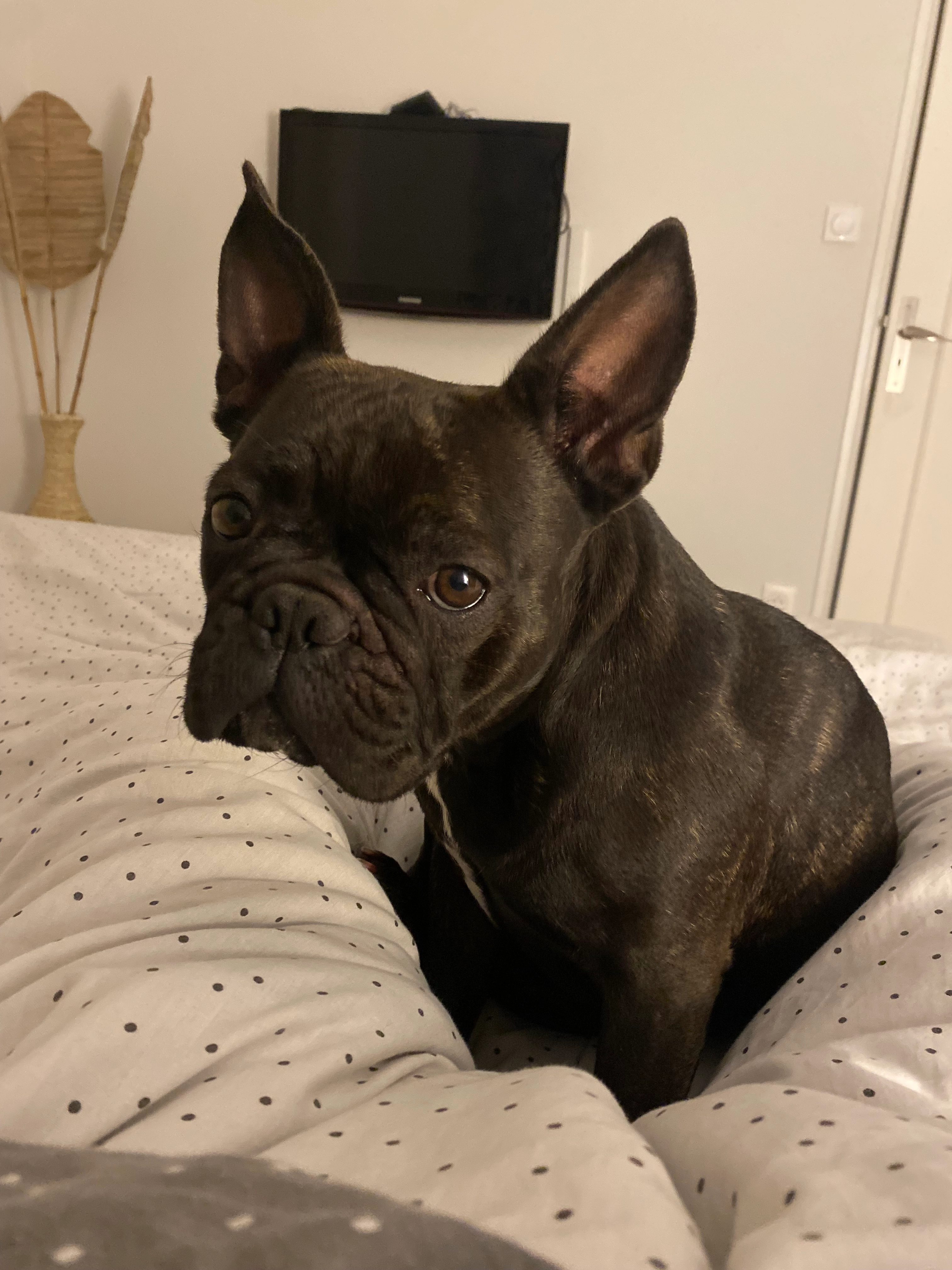 Seven - 13 Rue de Flandres-Dunkerque, Tonneins