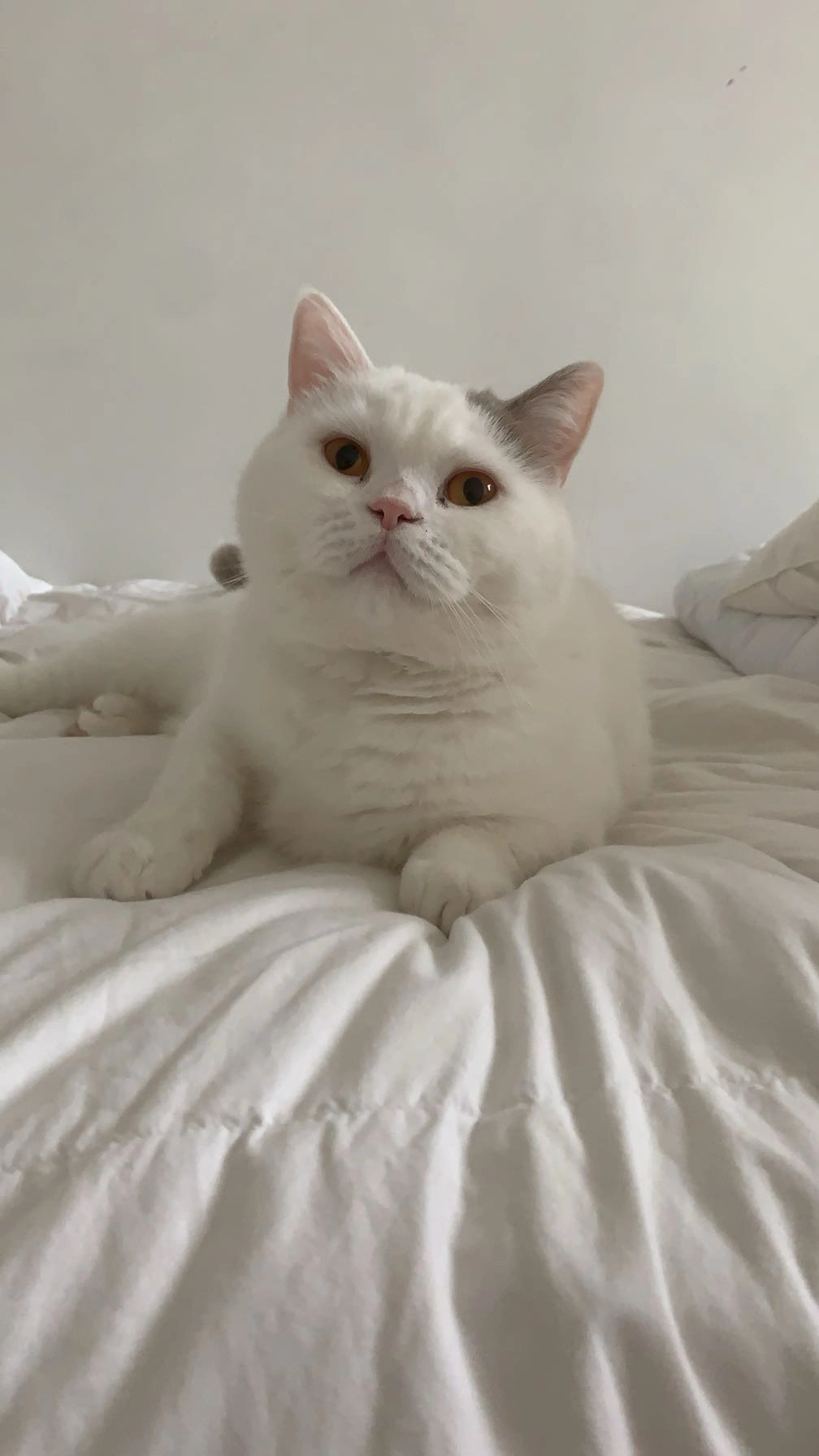 Yuri - Carretera AC-221, Abegondo