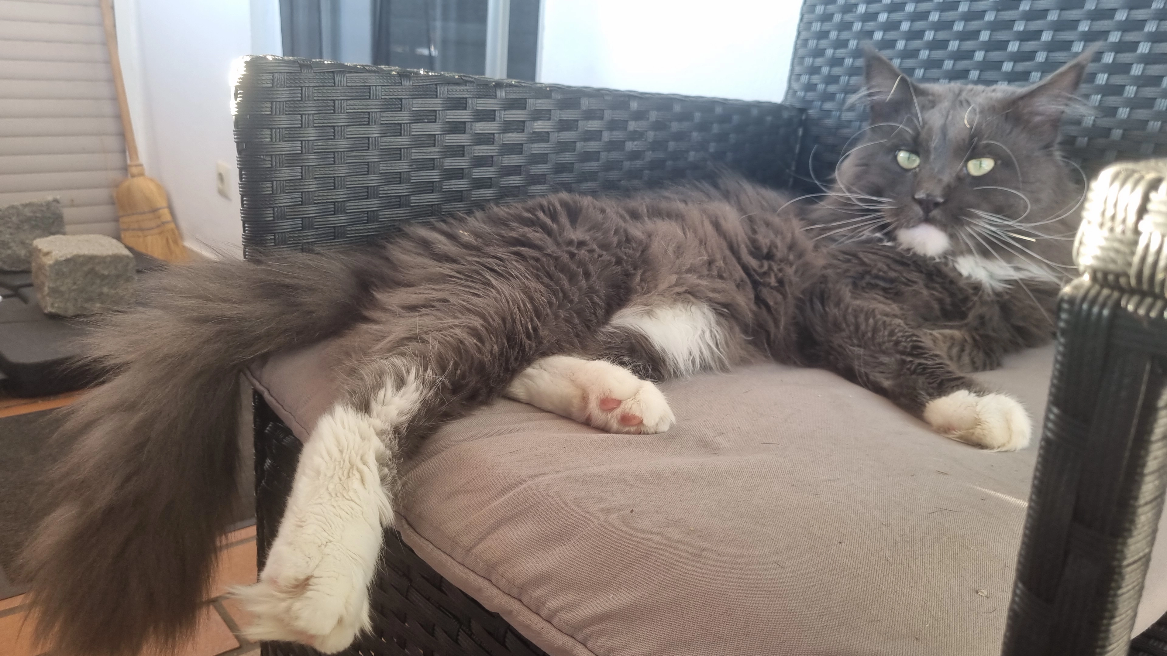 Aries - 84576, Teising