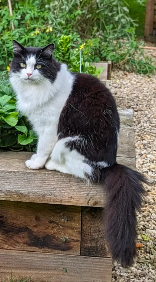 Trevor - Castle Hill Cottages, Swindon