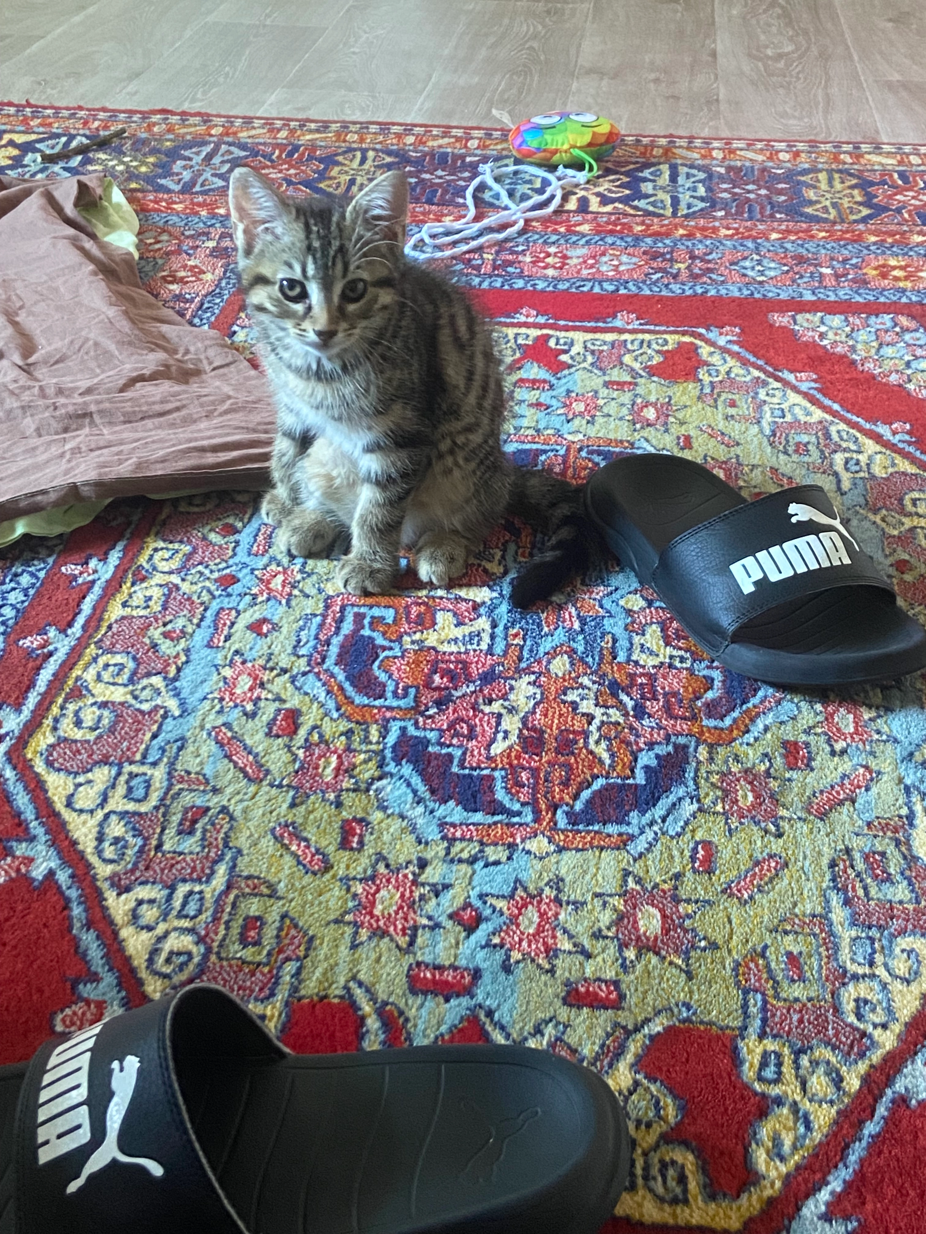 Athena  - 46 Avenue des Frères Lumière, Belfort