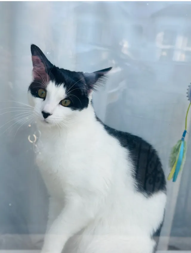 Oreo - Springfield Road, Harrow