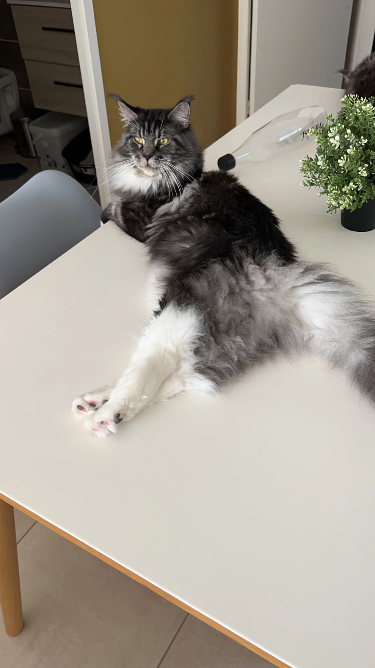 Tiare - 153 Allée de la Foux, Cuers