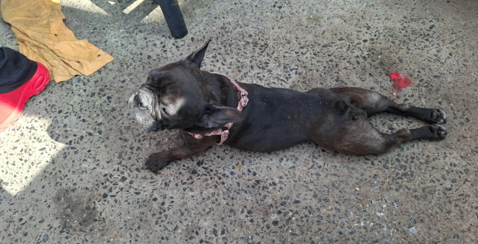 Ophra  - Cour de Morneau, Binche