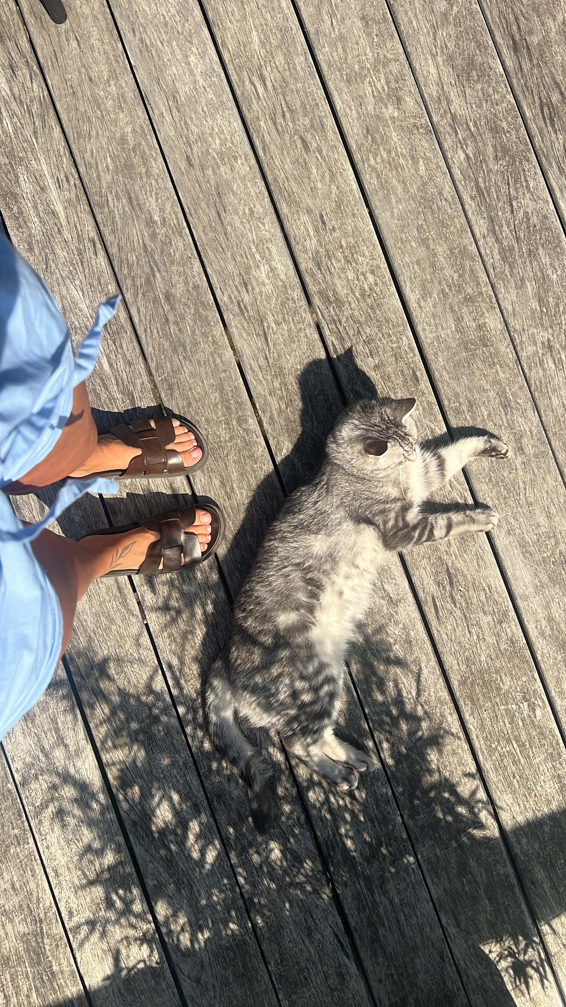 Simba - Etienne Sabbelaan, Kortrijk