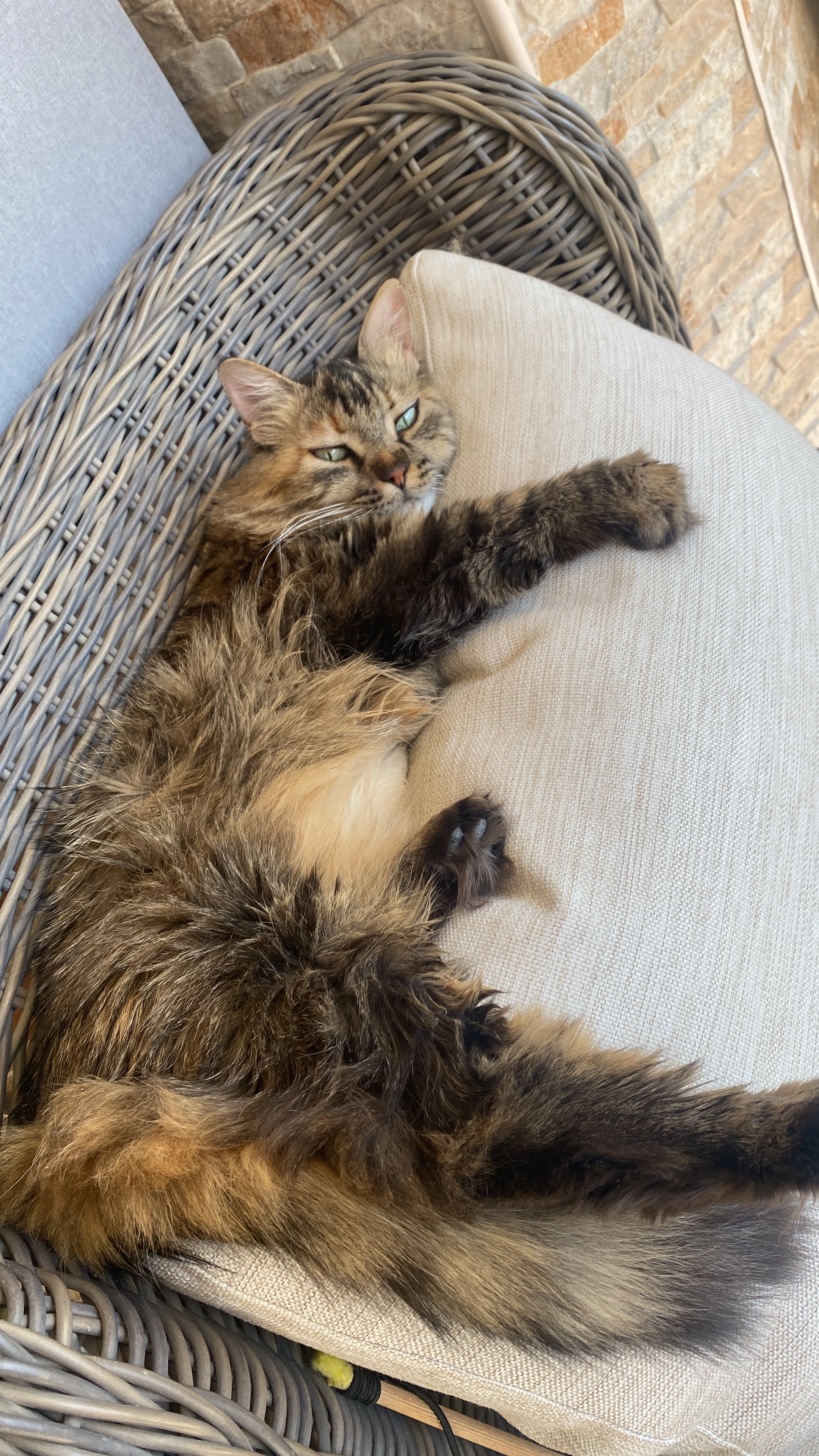 Puffy - 81111, Podgorica